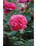 Троянда великоквіткова (рожева) ШТАМБ | Rose large-flowered (pink) SHTAMB | Роза крупноцветковая (розовая) ШТАМБ